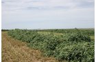 Property photo 260 - Renick Family Farms Kansas Equipment Auction