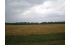 Property photo 1 - 224 +/- Acres Offered in 4 Tracts