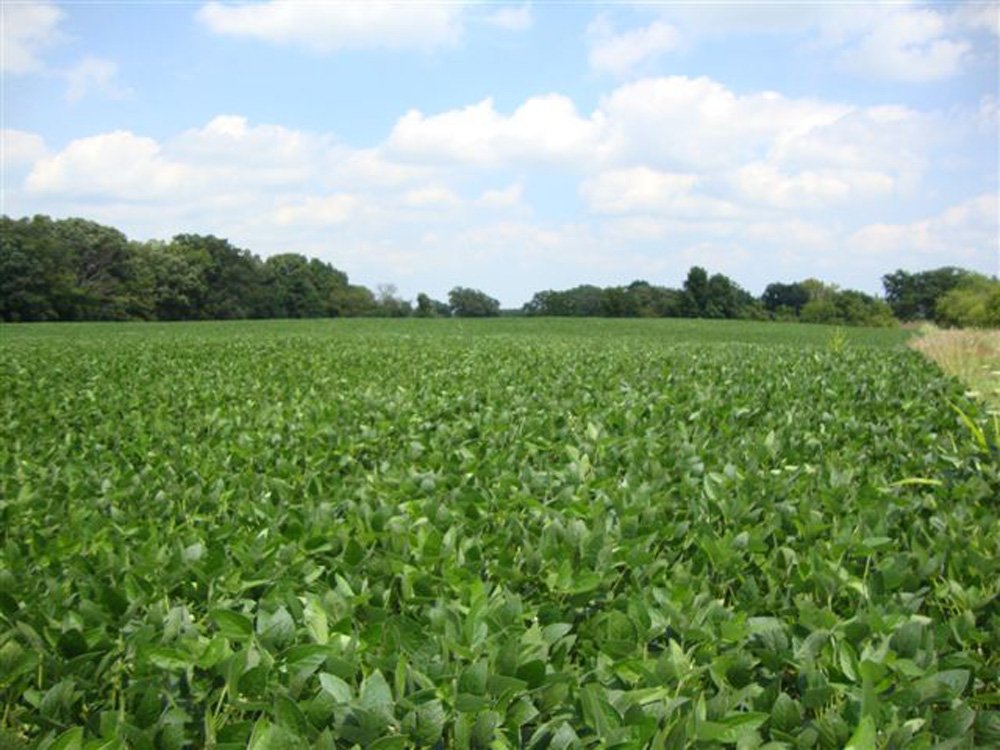 Property photo 4 - 321.5 Acres Offered in 8 Tracts