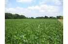 Property photo 4 - 321.5 Acres Offered in 8 Tracts