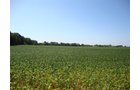 Property photo 10 - 321.5 Acres Offered in 8 Tracts