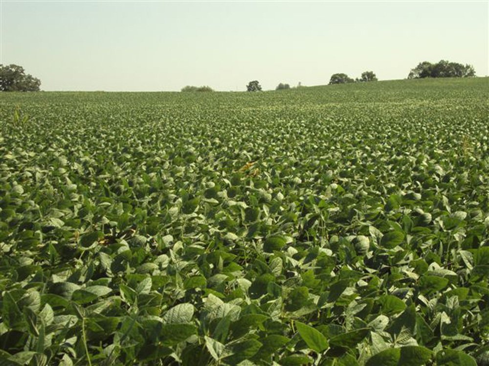 Property photo 6 - 321.5 Acres Offered in 8 Tracts