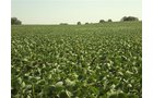 Property photo 6 - 321.5 Acres Offered in 8 Tracts