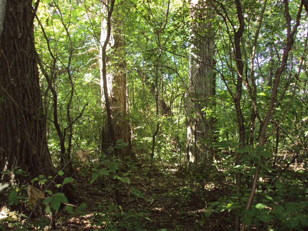 Property photo 8 - 321.5 Acres Offered in 8 Tracts