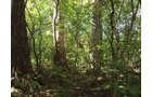 Property photo 8 - 321.5 Acres Offered in 8 Tracts