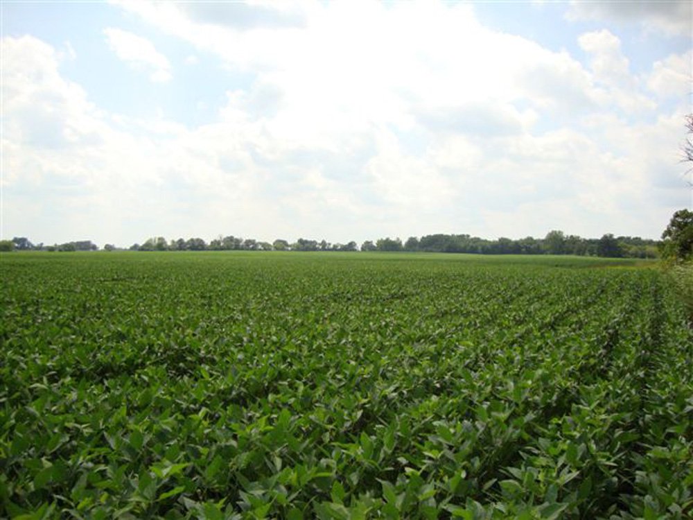 Property photo 7 - 321.5 Acres Offered in 8 Tracts