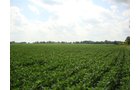 Property photo 7 - 321.5 Acres Offered in 8 Tracts