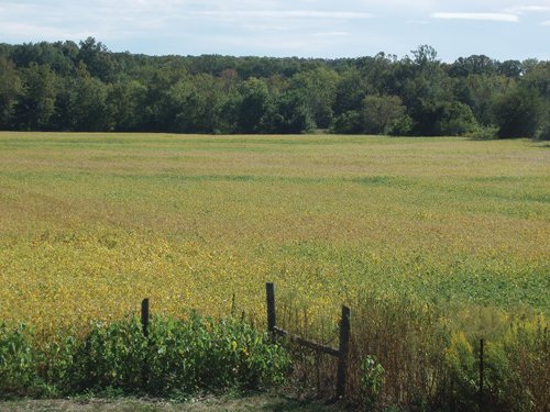 Property photo 2 - 132 Acres Offered in 6 Tracts