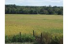 Property photo 2 - 132 Acres Offered in 6 Tracts