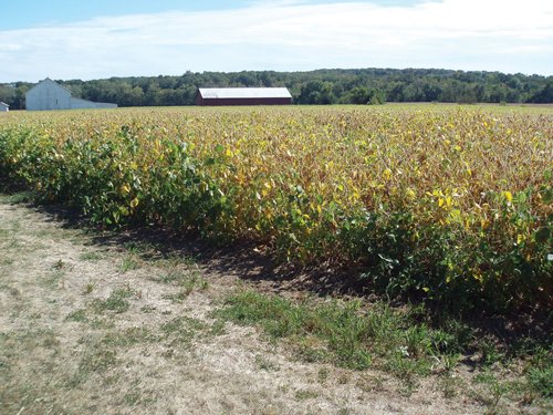 Property photo 7 - 132 Acres Offered in 6 Tracts