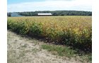 Property photo 7 - 132 Acres Offered in 6 Tracts