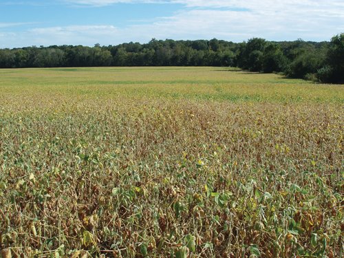 Property photo 9 - 132 Acres Offered in 6 Tracts