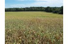 Property photo 9 - 132 Acres Offered in 6 Tracts