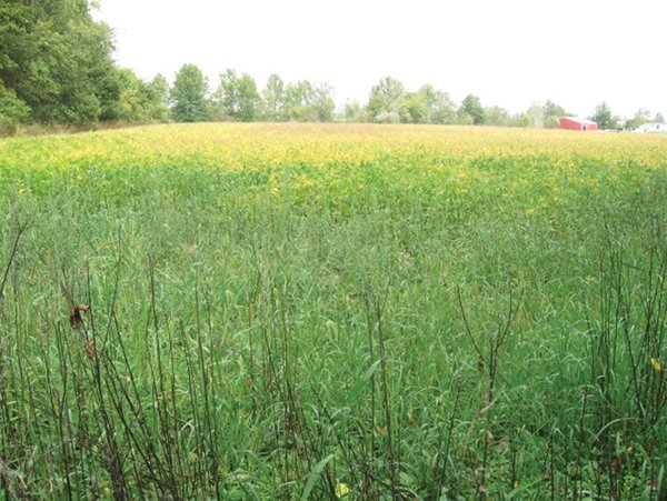 Southern Allen County Property