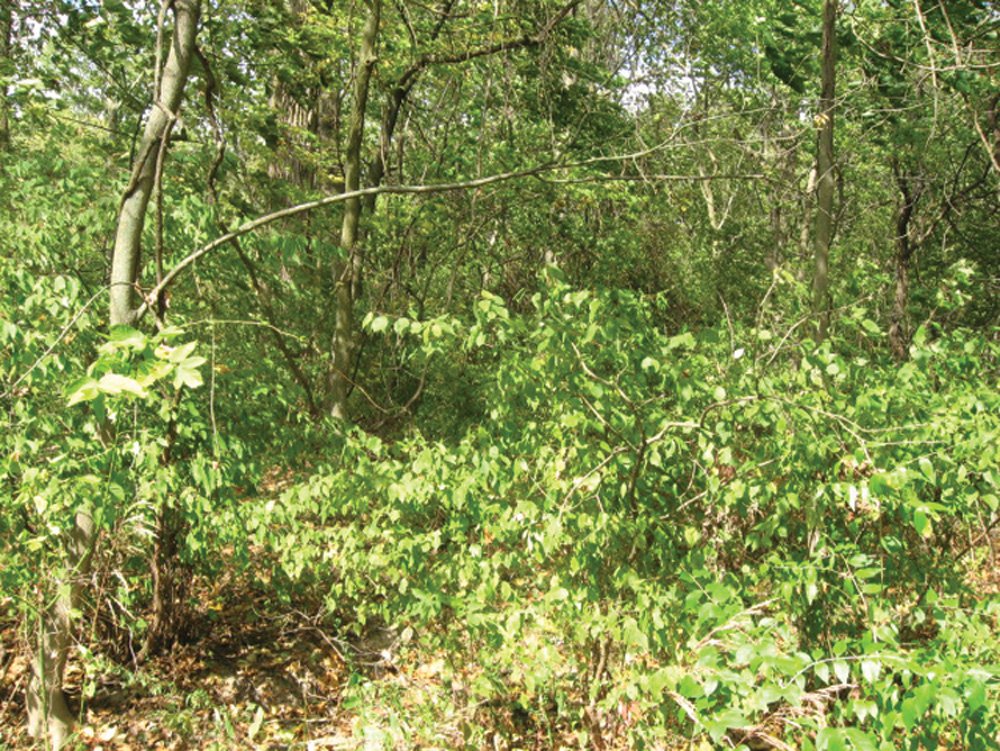 Property photo 6 - Southern Allen County Property
