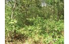 Property photo 6 - Southern Allen County Property