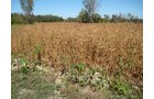 Property photo 4 - 22.51 Acres in 1 Tract