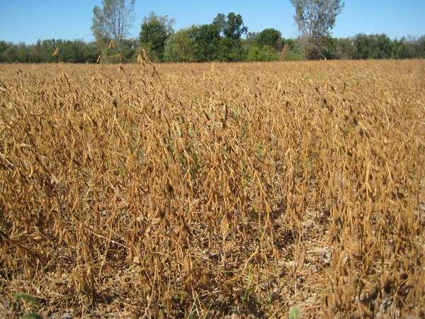 22.51 Acres in 1 Tract