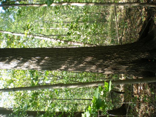 Property photo 25 - 97+/- Acres Offered in 4 Tracts