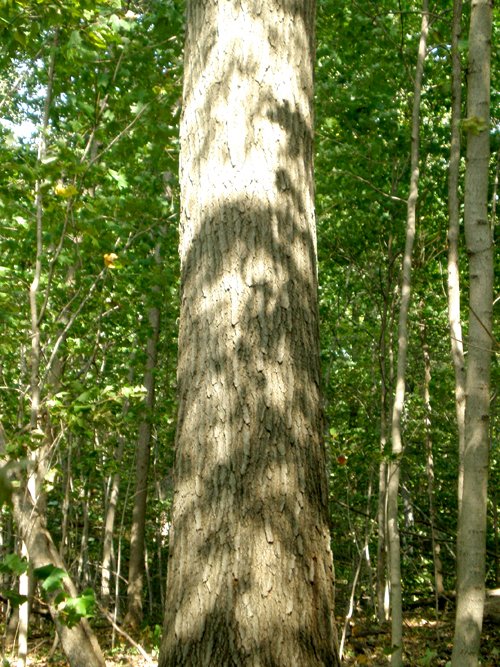 Property photo 7 - 97+/- Acres Offered in 4 Tracts
