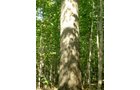 Property photo 7 - 97+/- Acres Offered in 4 Tracts
