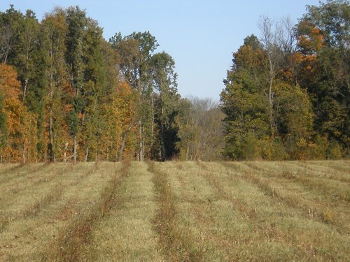 Property photo 10 - 97+/- Acres Offered in 4 Tracts