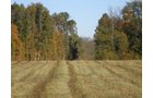 Property photo 10 - 97+/- Acres Offered in 4 Tracts