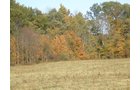 Property photo 8 - 97+/- Acres Offered in 4 Tracts