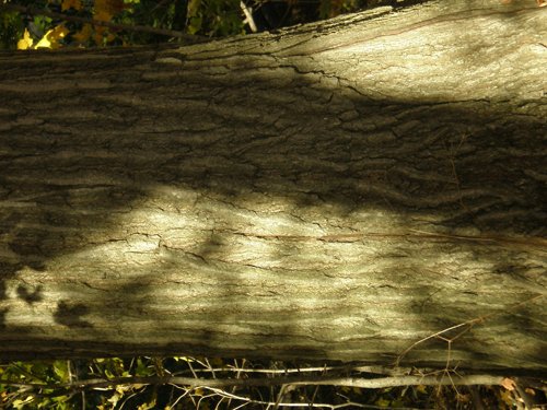 Property photo 11 - 97+/- Acres Offered in 4 Tracts