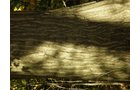 Property photo 11 - 97+/- Acres Offered in 4 Tracts