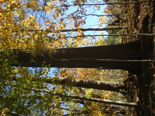 Property photo 2 - 97+/- Acres Offered in 4 Tracts