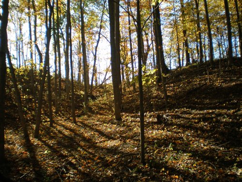 Property photo 33 - 97+/- Acres Offered in 4 Tracts