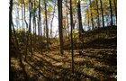 Property photo 33 - 97+/- Acres Offered in 4 Tracts
