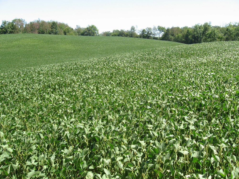 Property photo 9 - Land Auction-59 Acres in 3 Tracts