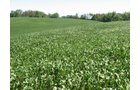 Property photo 9 - Land Auction-59 Acres in 3 Tracts