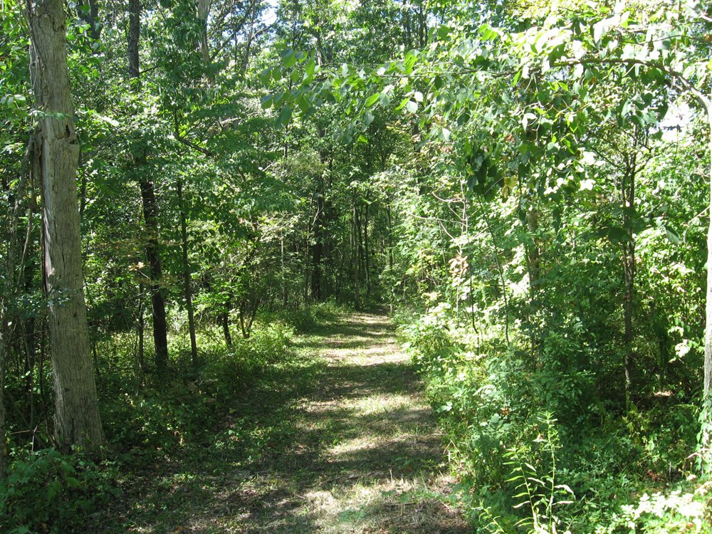 Property photo 11 - Land Auction-59 Acres in 3 Tracts