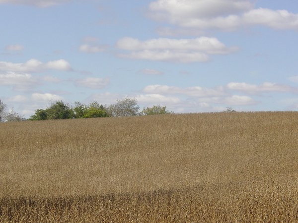 Land Auction-59 Acres in 3 Tracts