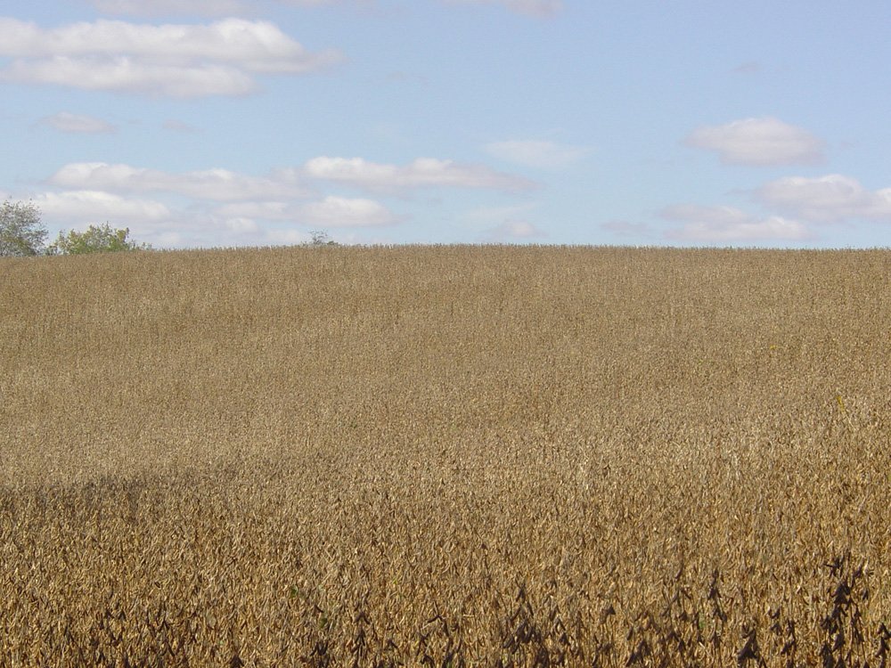 Property photo 23 - Land Auction-59 Acres in 3 Tracts