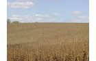 Property photo 23 - Land Auction-59 Acres in 3 Tracts