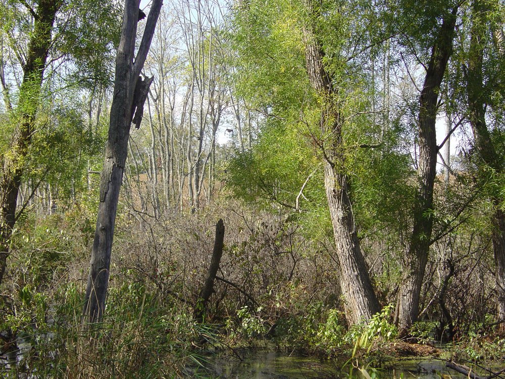 Property photo 15 - Land Auction-59 Acres in 3 Tracts