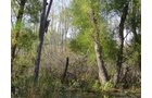 Property photo 15 - Land Auction-59 Acres in 3 Tracts