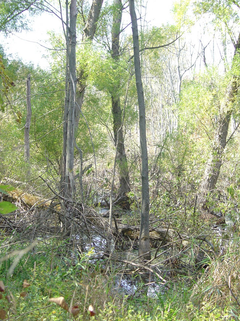Property photo 17 - Land Auction-59 Acres in 3 Tracts