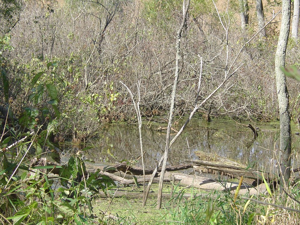 Property photo 13 - Land Auction-59 Acres in 3 Tracts