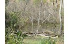 Property photo 13 - Land Auction-59 Acres in 3 Tracts