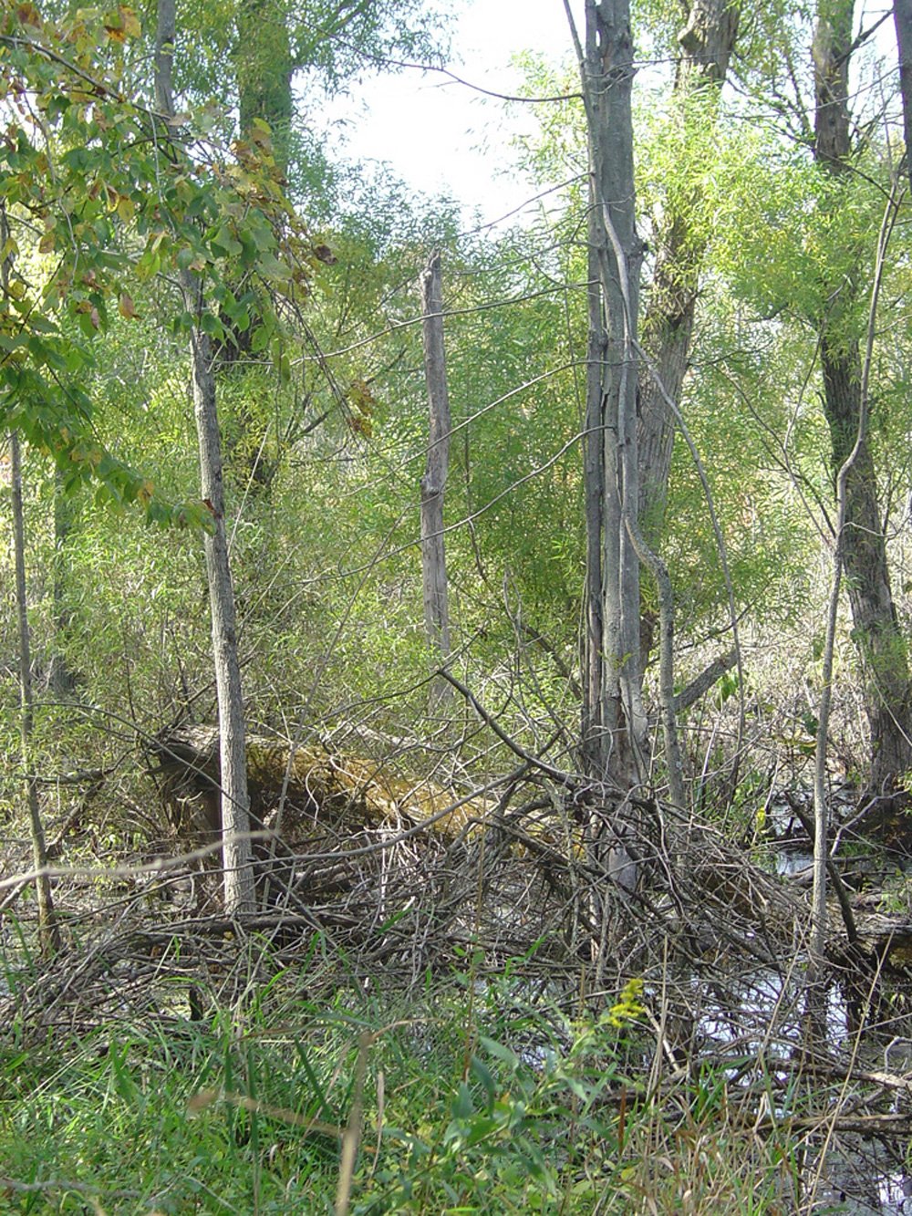 Property photo 1 - Land Auction-59 Acres in 3 Tracts