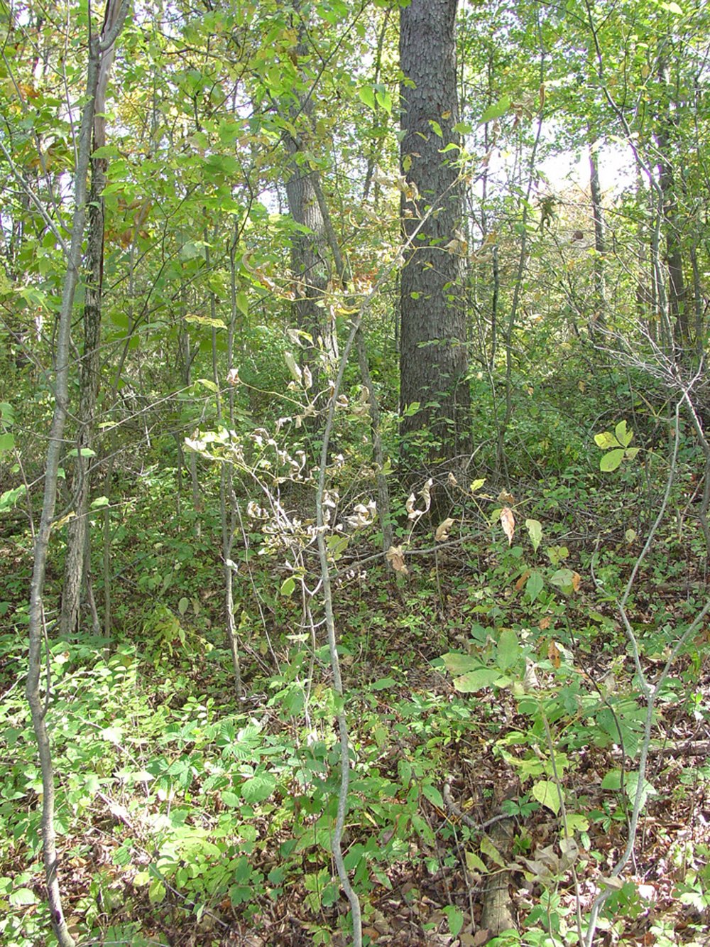 Property photo 7 - Land Auction-59 Acres in 3 Tracts