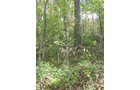 Property photo 7 - Land Auction-59 Acres in 3 Tracts