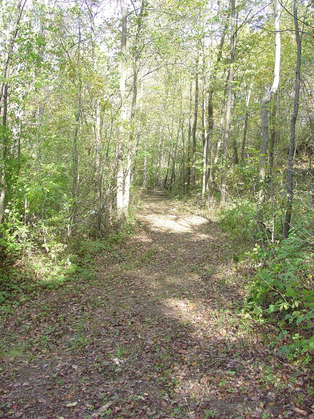 Property photo 12 - Land Auction-59 Acres in 3 Tracts