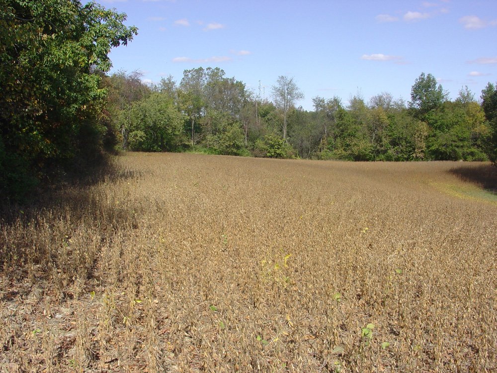 Property photo 22 - Land Auction-59 Acres in 3 Tracts
