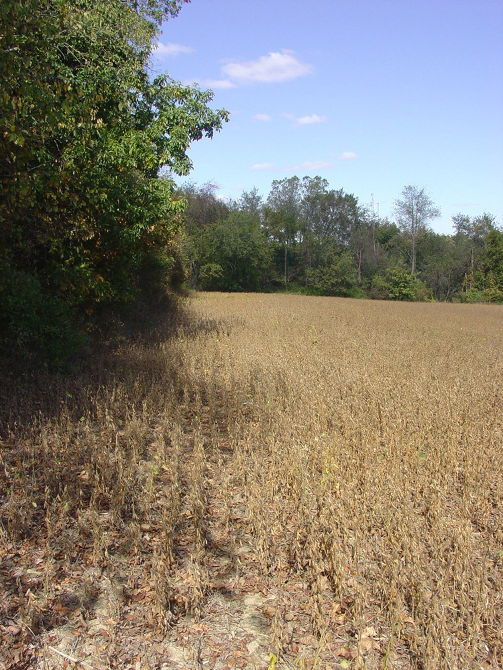 Property photo 5 - Land Auction-59 Acres in 3 Tracts